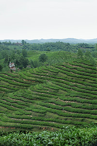 茶农春季茶山春游清新美景传统制茶工艺背景图图片