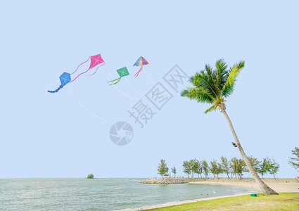 沙滩度假椰树假期休闲海边吹风设计图片