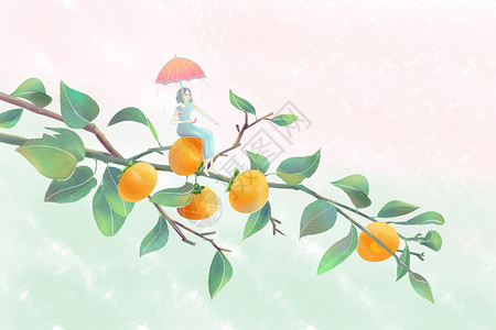 大柿子树素材寒露节气插画插画