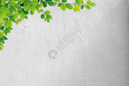 墙壁是白色的墙壁上的树叶设计图片