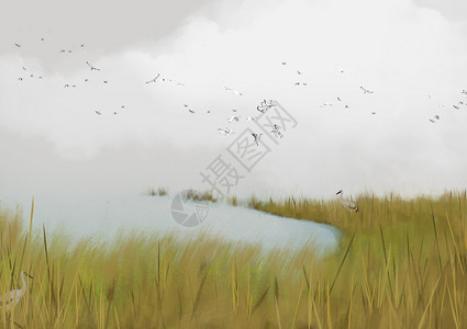 芦苇与白鹤背景图片