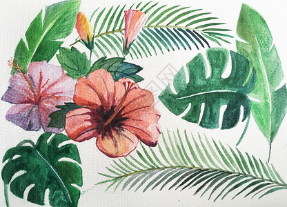 热带植物插画素材背景图片