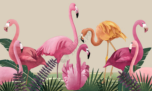 粉红色火烈鸟草丛中的火烈鸟插画