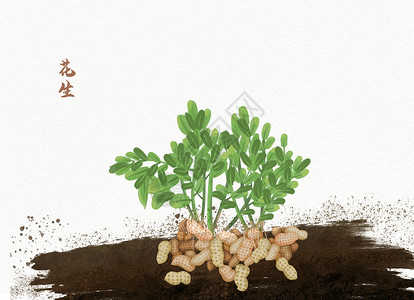 植物土壤植物花生插画插画
