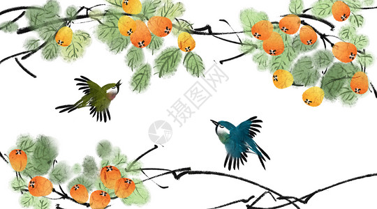 中国风背景手绘枇杷插画高清图片