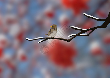 麻雀的巢枝头小鸟插画