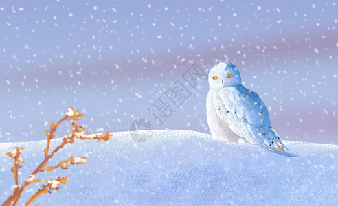 白色雪花飘落冬季的鸟插画