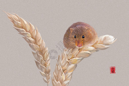 吊穗麦穗上的老鼠插画