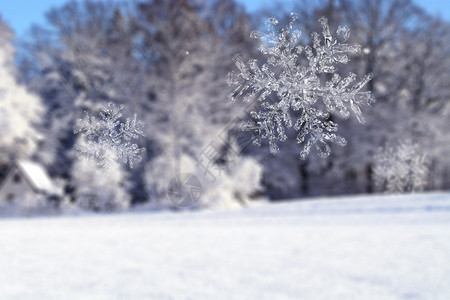 树冰雪花设计图片