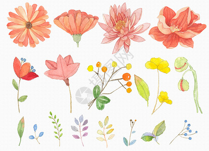 水彩花卉植被花卉元素背景插画