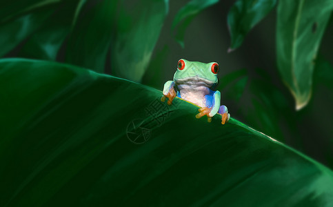 青蛙热带昆虫高清图片