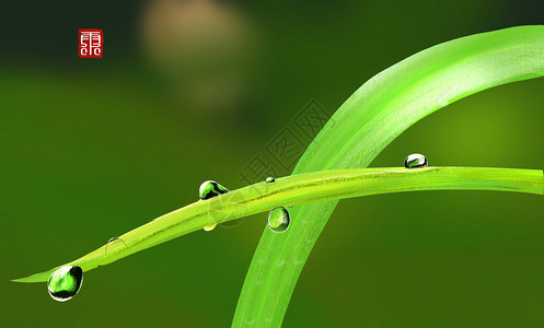 绿色叶子和水滴雨水节气插画插画