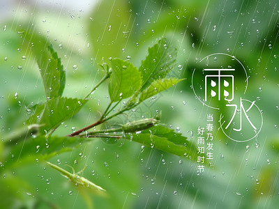 雨中绿叶素材雨水设计图片