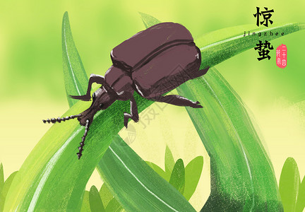 甲壳虫图片惊蛰节气插画插画