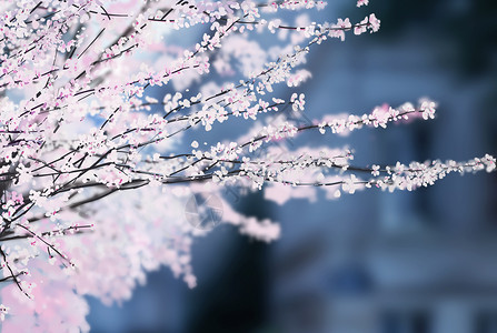 一棵开花的树樱花盛开的季节插画插画