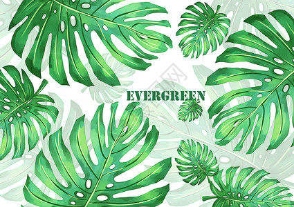 绿底素材龟背竹植物背景插画