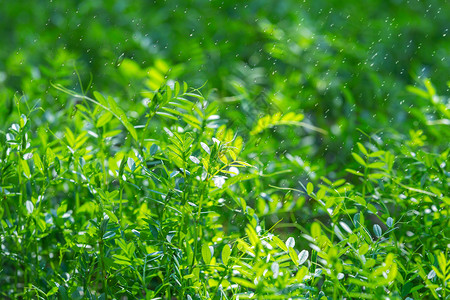 下雨植物谷雨设计图片