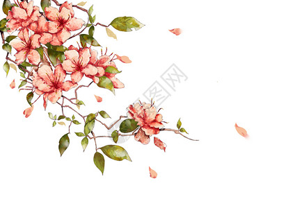 苏里南语花卉插画