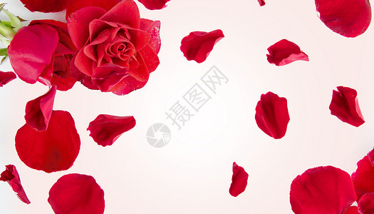玫瑰花瓣PNG清新花朵背景设计图片