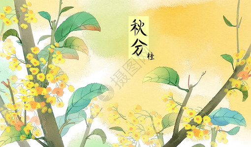 秋天的植物花卉二十四节气秋分插画