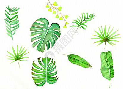水彩插画绿植背景图片