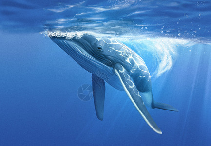鲸背景图片