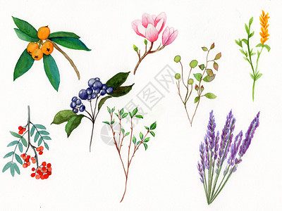 手绘花卉元素背景图片