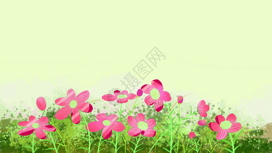 白格桑花素材植物花卉背景插画