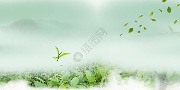 春天的茶园绿色云雾背景设计图片