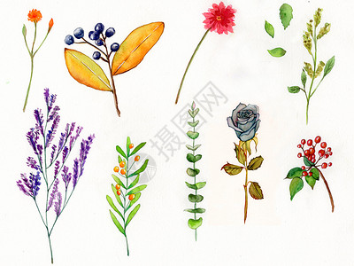水彩植物花卉背景图片