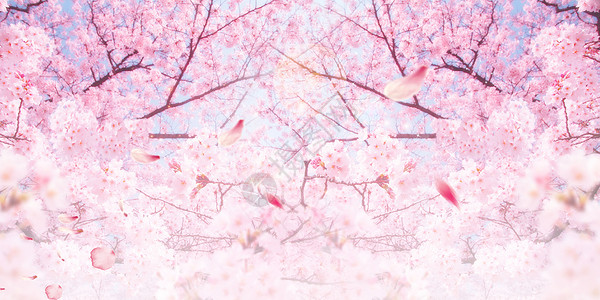 美丽樱花节海报唯美粉色樱花设计图片