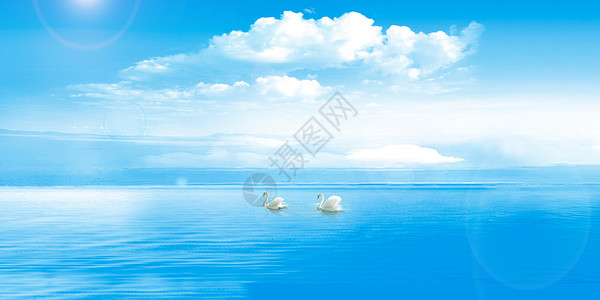 水中游泳唯美的天鹅设计图片