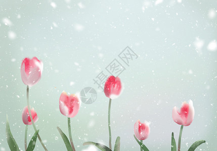 郁金香花卉背景背景图片