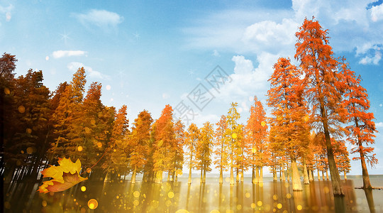 秋季的树林唯美秋天树林设计图片