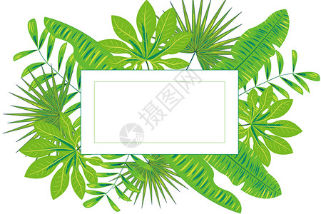 黑字白纸素材矢量热带植物绿叶插画