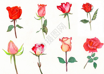 水彩手绘玫瑰花背景图片