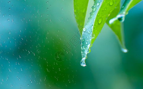 下雨植物清明节设计图片