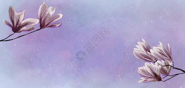紫色质感背景玉兰花 花卉背景素材插画