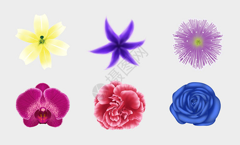 紫色康乃馨花卉元素素材插画