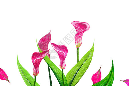 白色桌上的彩铅红马蹄莲花素材插画
