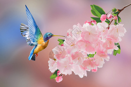 春天花卉小鸟背景图片