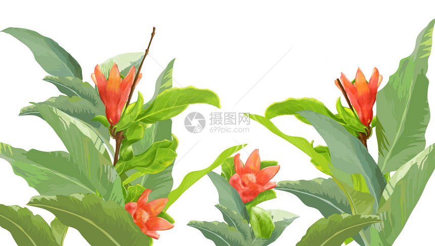 水彩花卉植物图片
