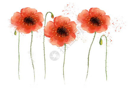 水彩红花素材背景图片