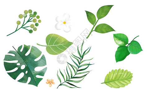 手绘水彩植被手绘热带叶子背景插画