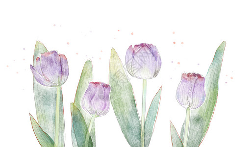 紫色郁金香花朵水彩郁金香花卉素材插画