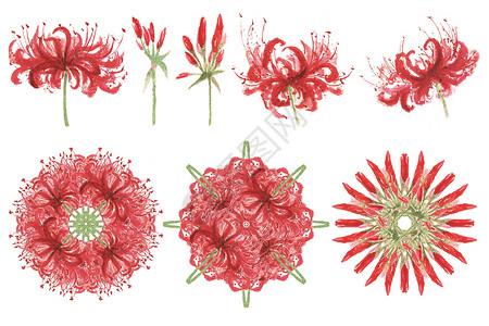 对称的水彩彼岸花组合花纹插画