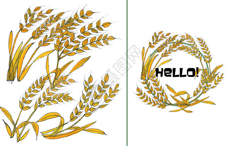 四个麦穗边框手绘水彩大麦插画