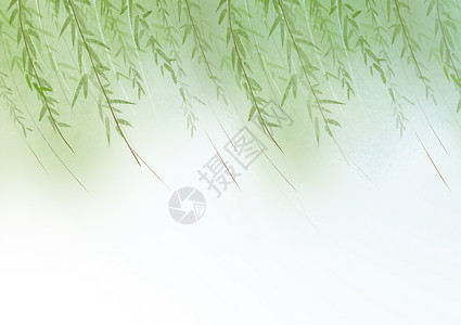 垂柳透明素材柳树背景插画