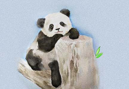 中国国宝大熊猫插画