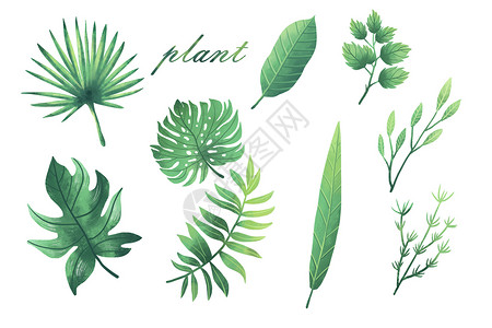 森林绿色元素清新植物元素合集插画